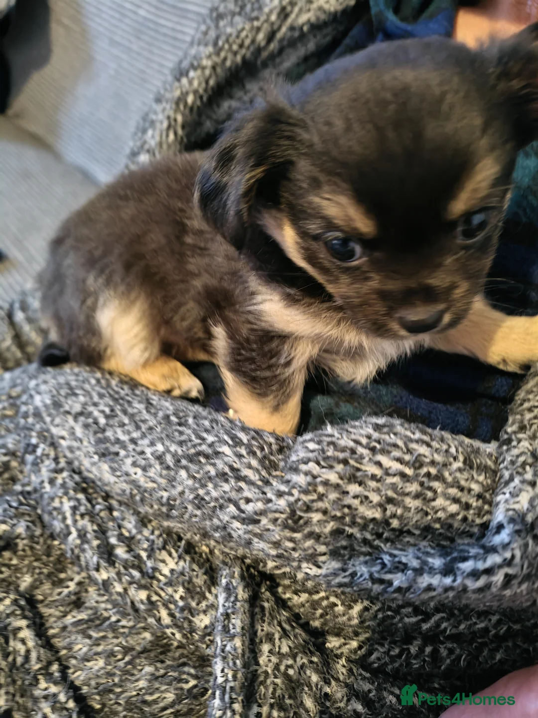 Chihuahua dogs for sale: Ready now Female long haired chihuahua puppy  - Advert 5