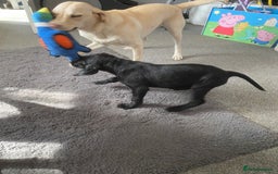 Labrador Retriever dogs for sale: Labrador female - Image 5