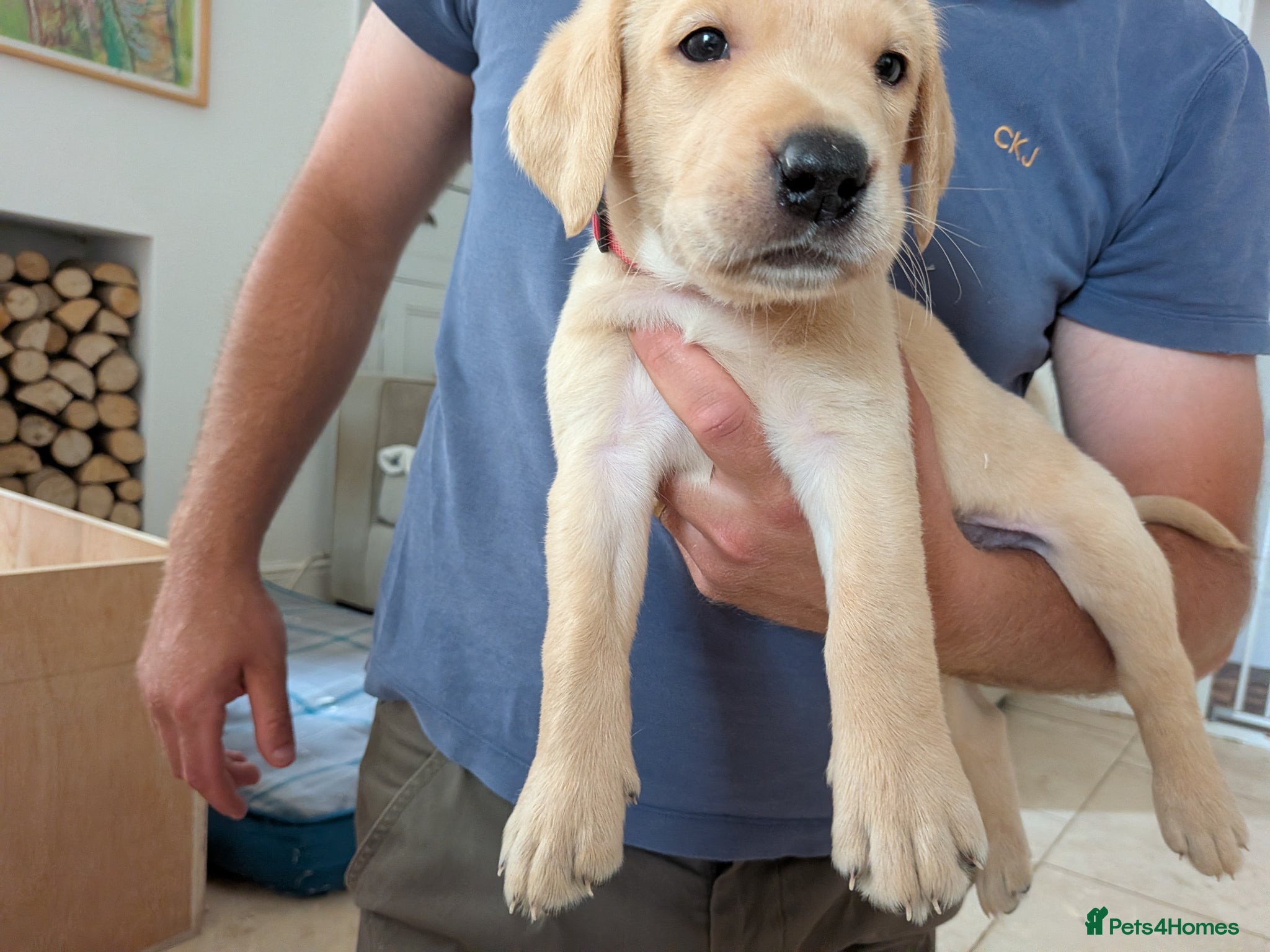Labrador Retriever dogs for sale: 2 Yellow dog pups available - Strong working lines in Berkeley - Advert 3
