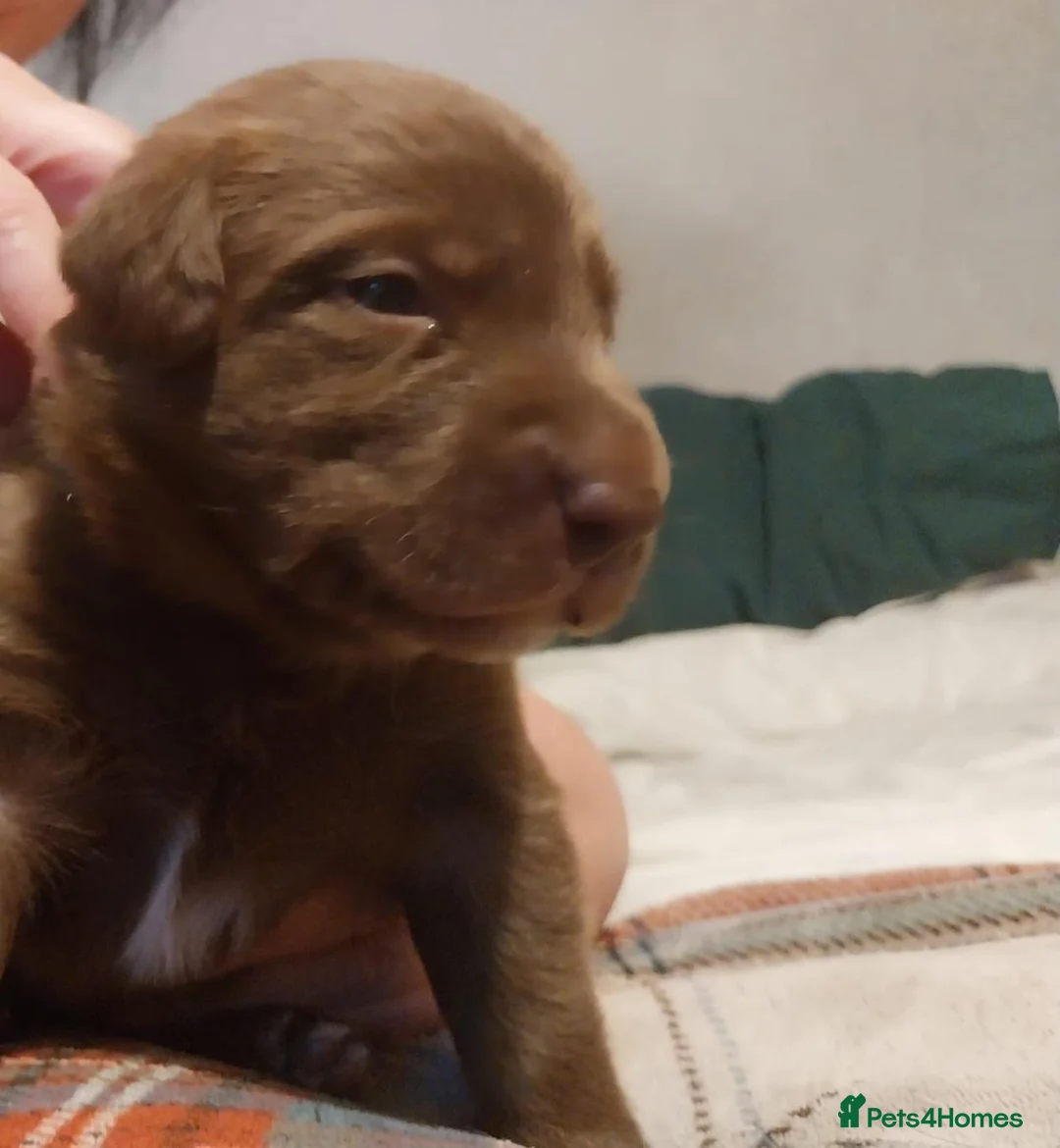 Labrador Retriever dogs for sale: Stunning 3 male labrador  in Dunmow - Advert 19