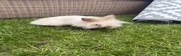 Lionhead rabbits for sale: Angora/lionhead rabbit  - Advert 6