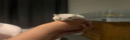 Hamster rodents for sale: Hamster and cage for sale  in Folkestone - Advert 3