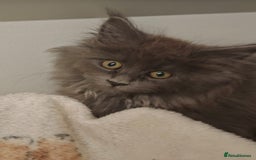 Maine Coon cats for sale: Beautiful Maine coon kittens - Image 12