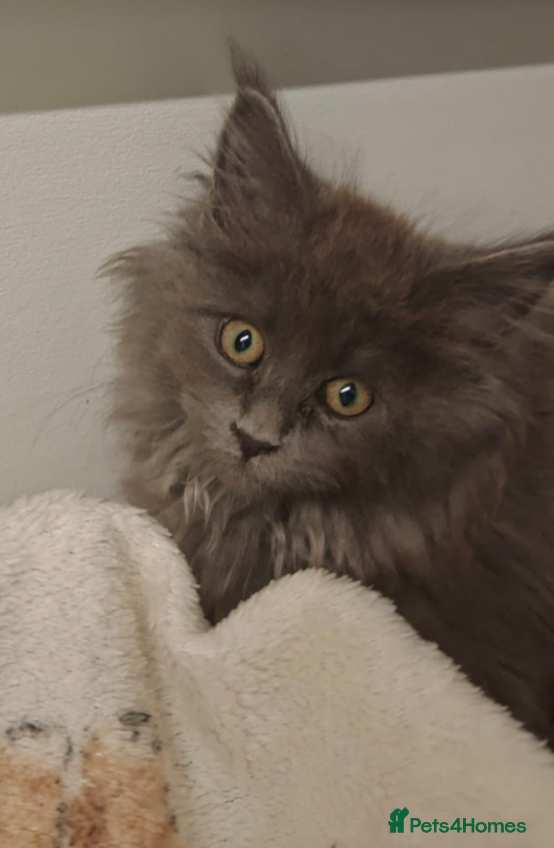 Maine Coon cats for sale: Beautiful Maine coon kittens - Image 12