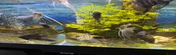 Angelfish fish for sale: LONG FIN GOLDEN ANGELS - Advert 11