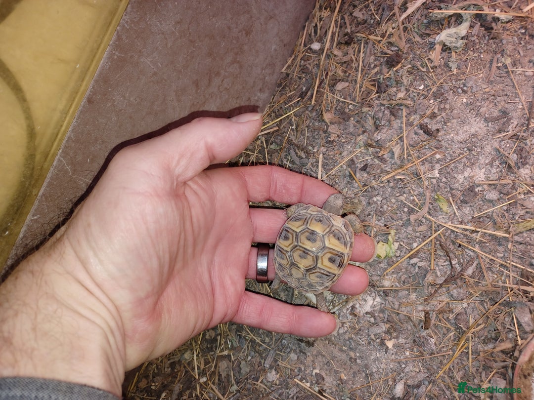Tortoise reptiles for sale: HERMANNS TORTOISE YOUNGSTER HATCHED UK AUGUST 2025 - Advert 3