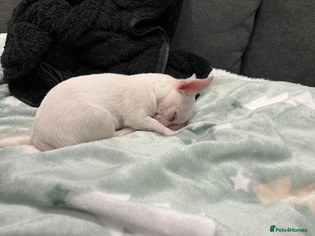 Chihuahua dogs for sale: Small boy chihuahua puppy for sale  - Advert 6