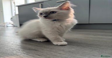Ragdoll cats in Bishop Auckland - Advert 10