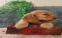 Cocker Spaniel dogs for sale: 🔥LAST TWO BOYS LEFT!🔥 KC SHOW COCKER SPANIEL  - Image 4