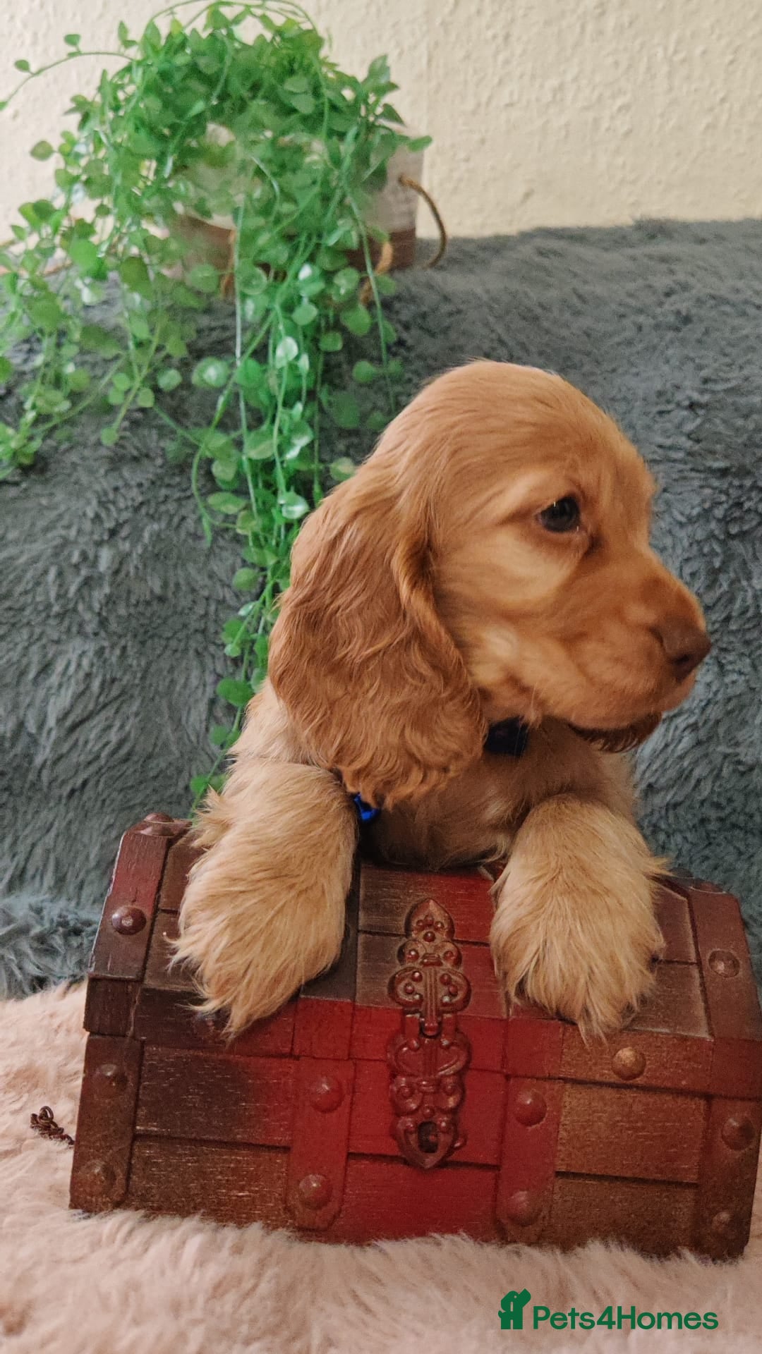 Cocker Spaniel dogs for sale: 🔥LAST TWO BOYS LEFT!🔥 KC SHOW COCKER SPANIEL  - Image 4