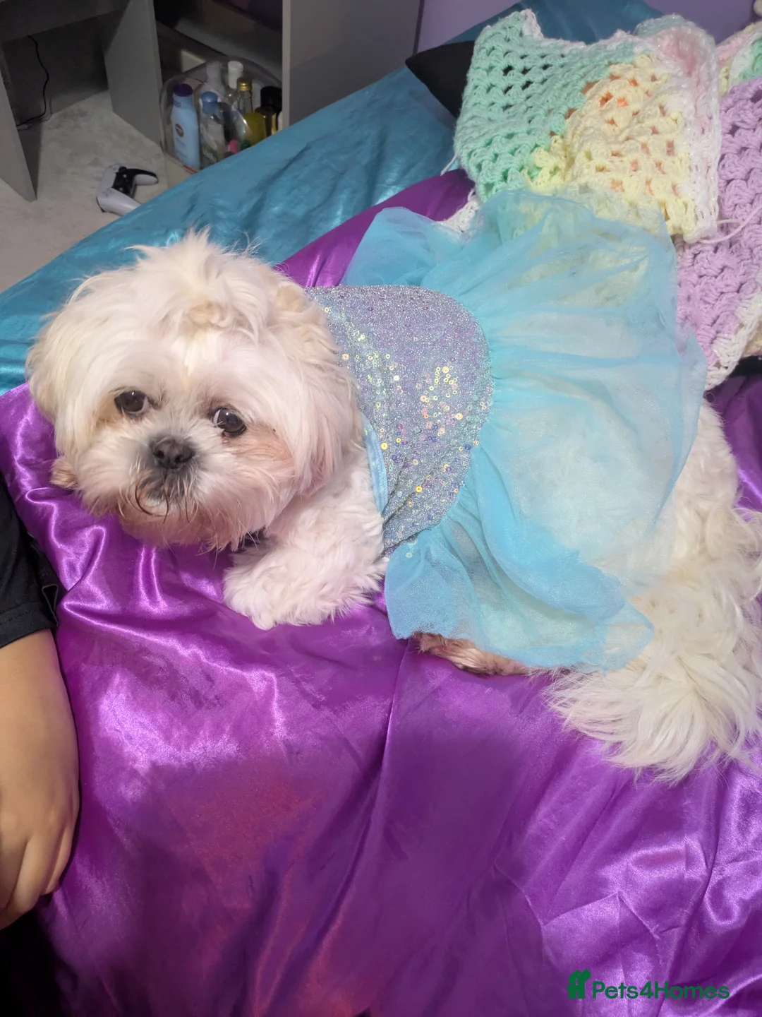 Malshi dogs for sale: Bonnie in Preston - Advert 2