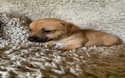 Jack Russell dogs for sale: Exceptional litter of miniature Jack RussellS - Image 22