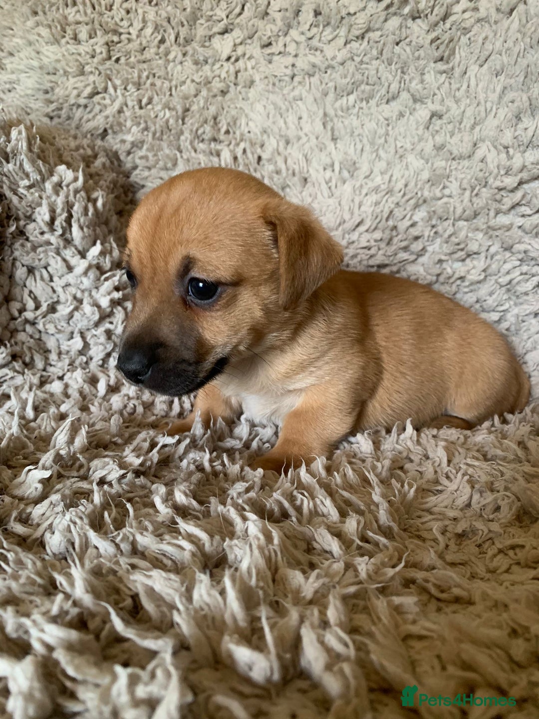 Jack Russell dogs for sale: Exceptional litter of miniature Jack RussellS - Image 22