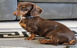 Dachshund dogs for sale: Long and short haired dachshund puppies - Image 7