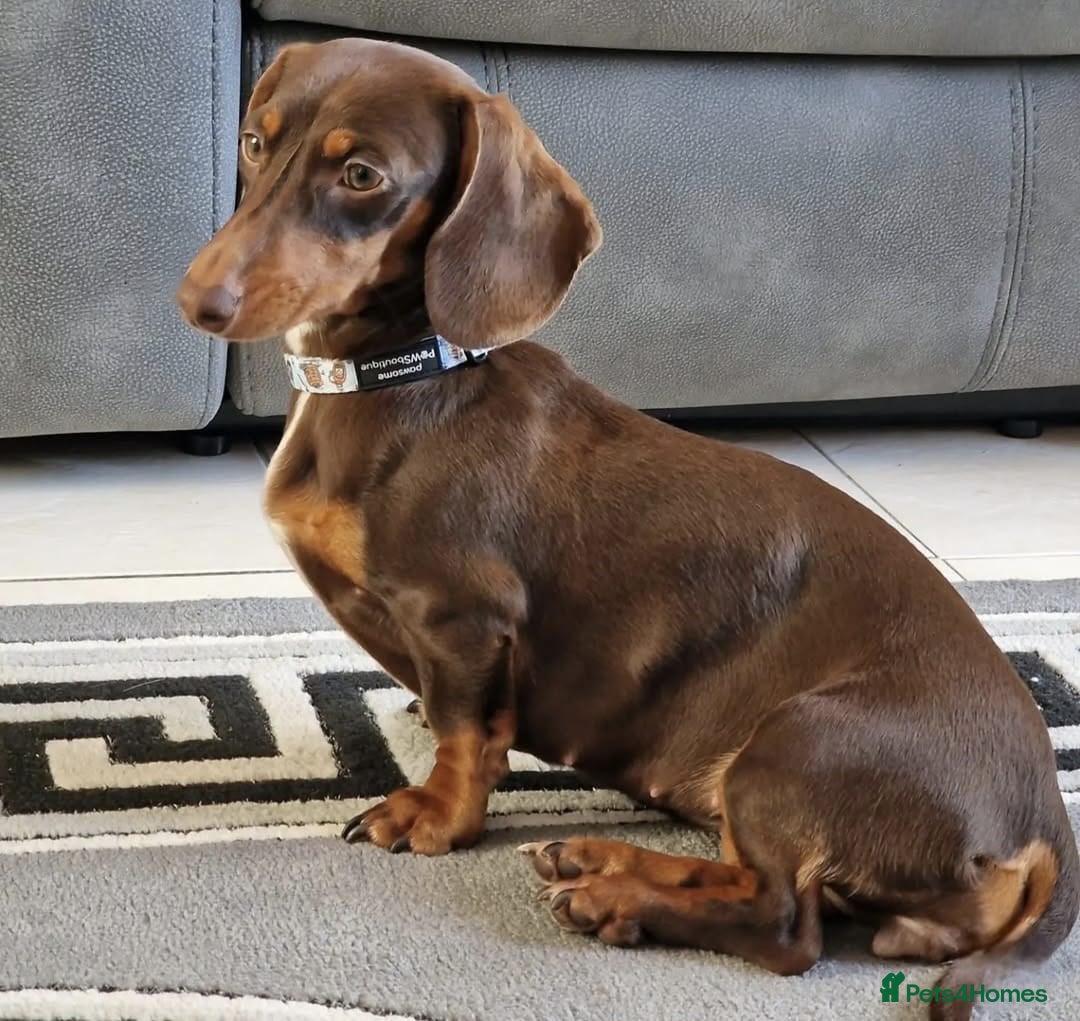 Dachshund dogs for sale: Long and short haired dachshund puppies - Image 7