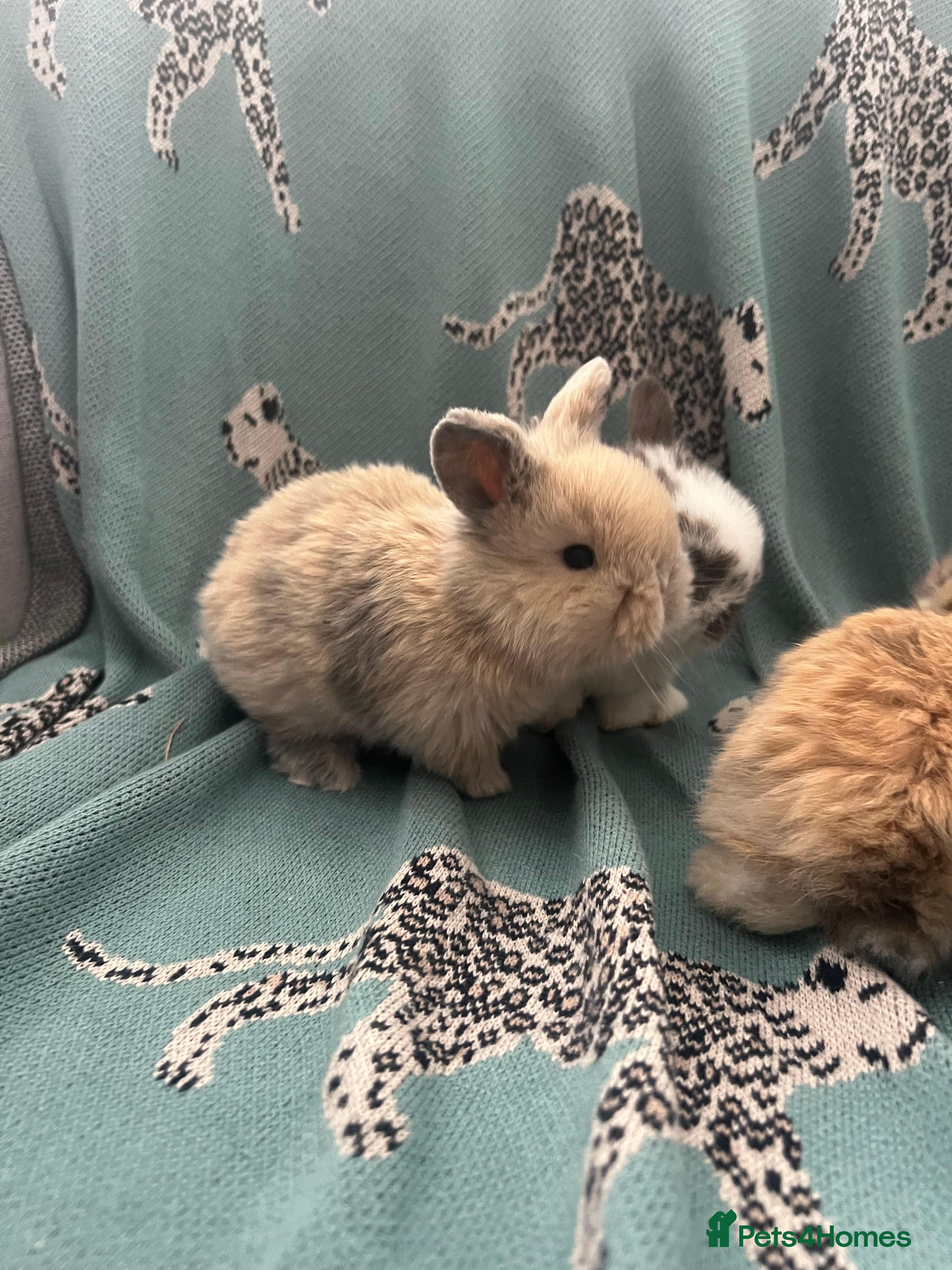 Mini Lop rabbits 3 beautiful pure bred mini lops - Advert 1