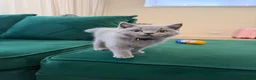 British Shorthair cats for sale: Full Pedigree British Shorthair Kittens  - Advert 5