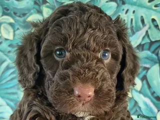 Labradoodle dogs Fabulous Miniature F1b Labradoodles - Advert 15