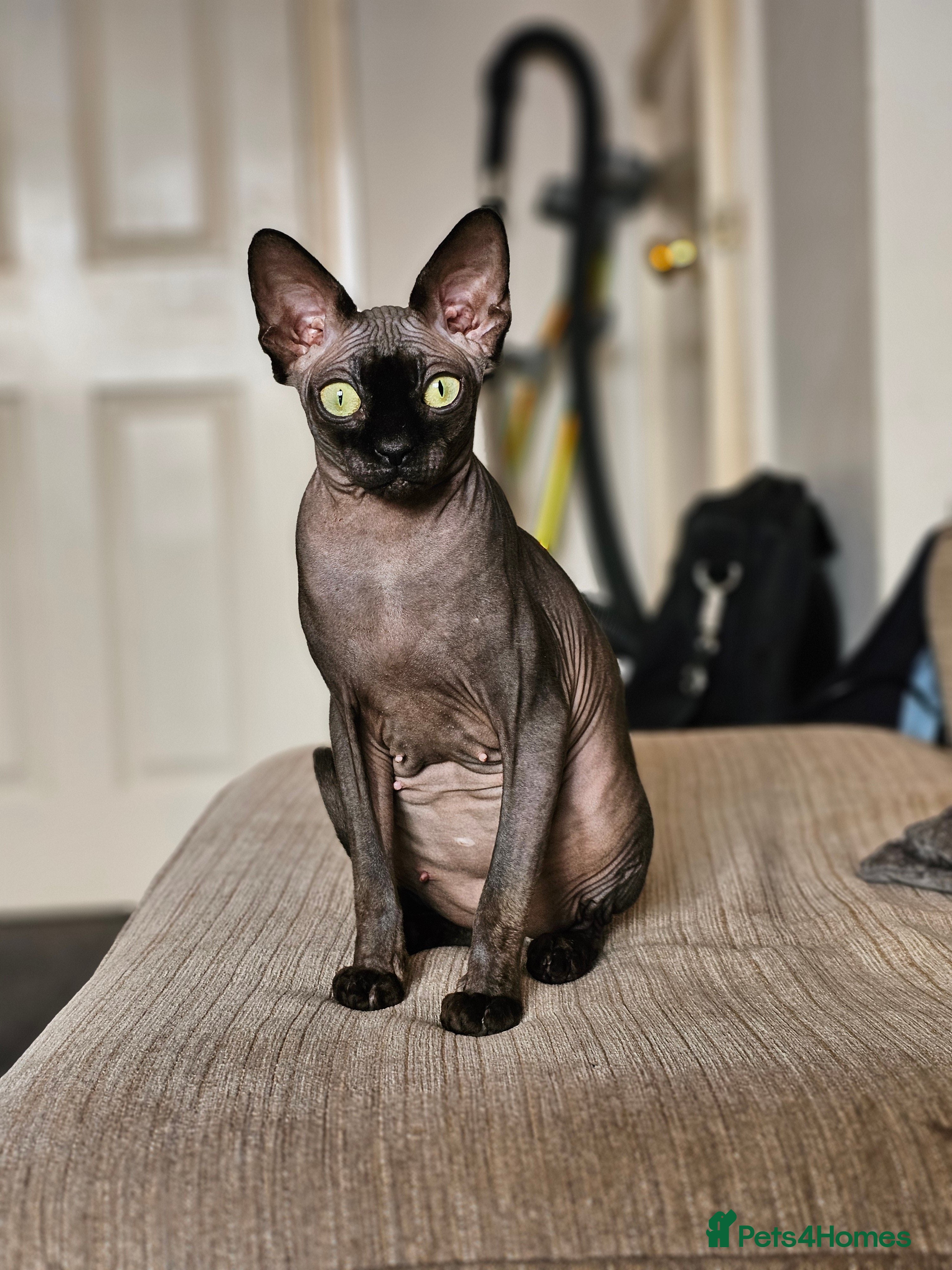 Sphynx cats Female Sphynx Looking For New Lap to Love - Advert 1