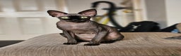 Sphynx cats for sale: Female Sphynx Looking For New Lap to Love - Advert 1