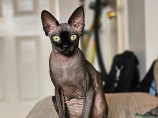 Sphynx cats Female Sphynx Looking For New Lap to Love - Advert 1