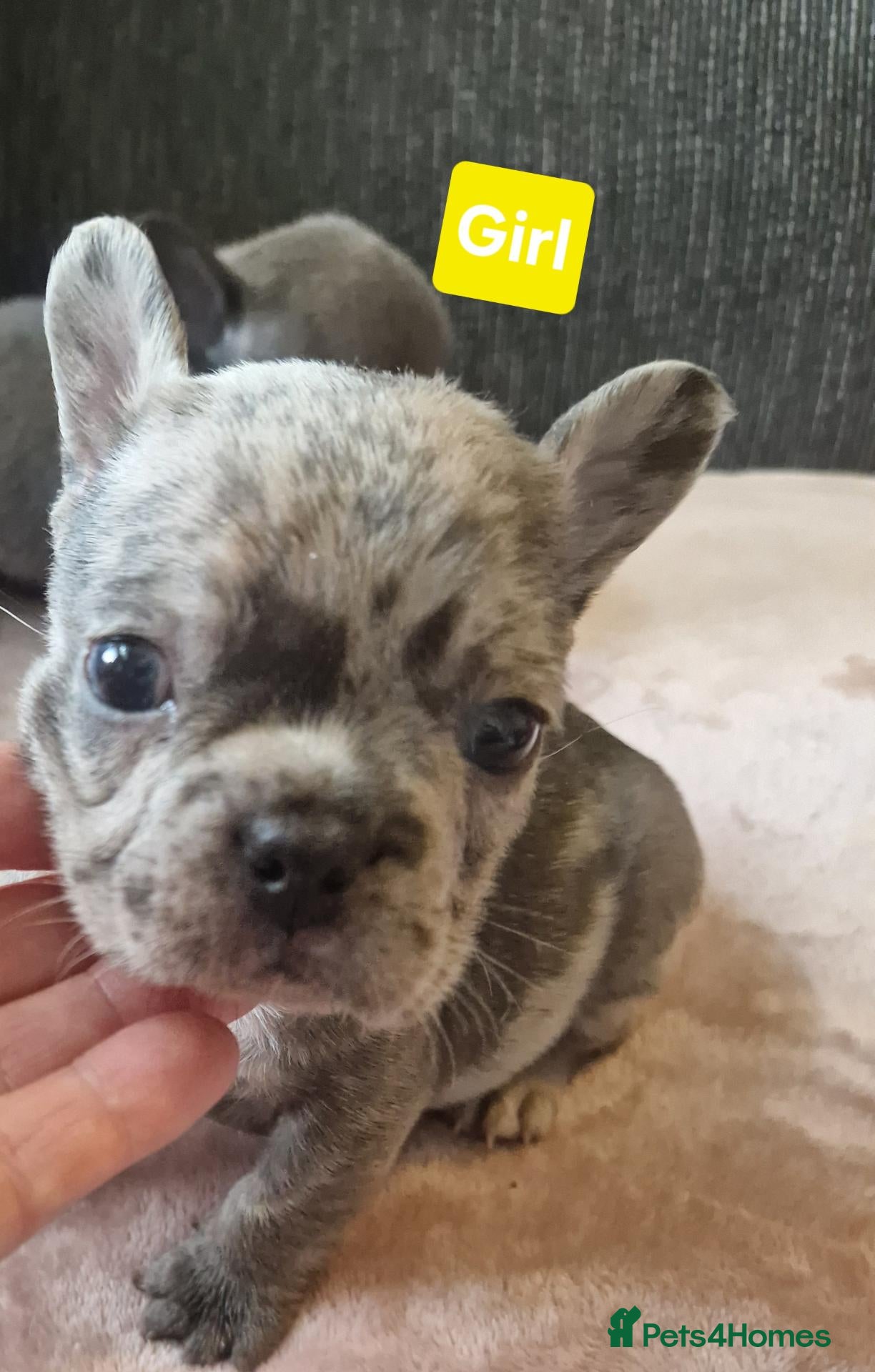 French Bulldog dogs for sale: PEDIGREE FRENCH BULLDOG PUPPIES. - Advert 4