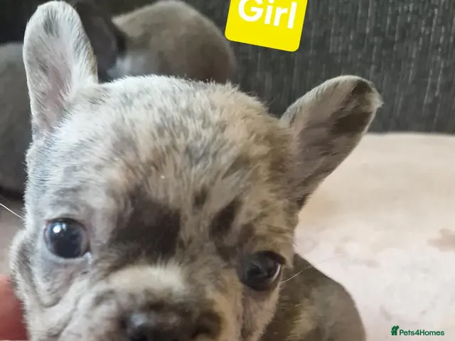 French Bulldog dogs for sale: PEDIGREE FRENCH BULLDOG PUPPIES. - Advert 4