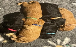 Miniature Poodle dogs for sale: KC reg miniature poodles, 5* licensed  - Image 1