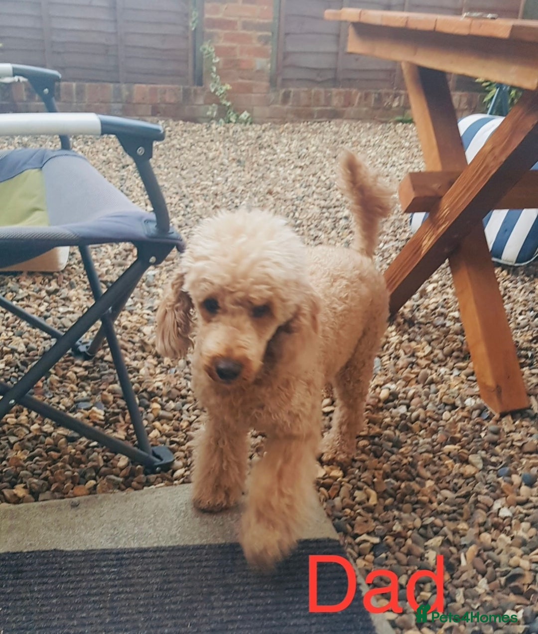 Labradoodle dogs for sale: Labradoodle Fox Red ❤️💞❤️Health check - Image 11