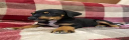 Mixed Breed dogs for sale: 🐾 STUNNING DOBERMAN × LURCHER PUPPIES 🐾 - Advert 12