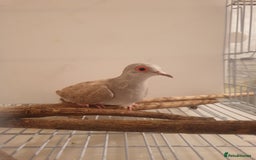 Doves birds for sale: 2 Diamond Doves for Sale - Image 3