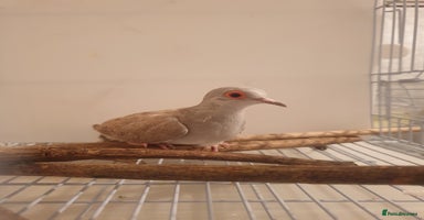 Doves birds - Advert 1