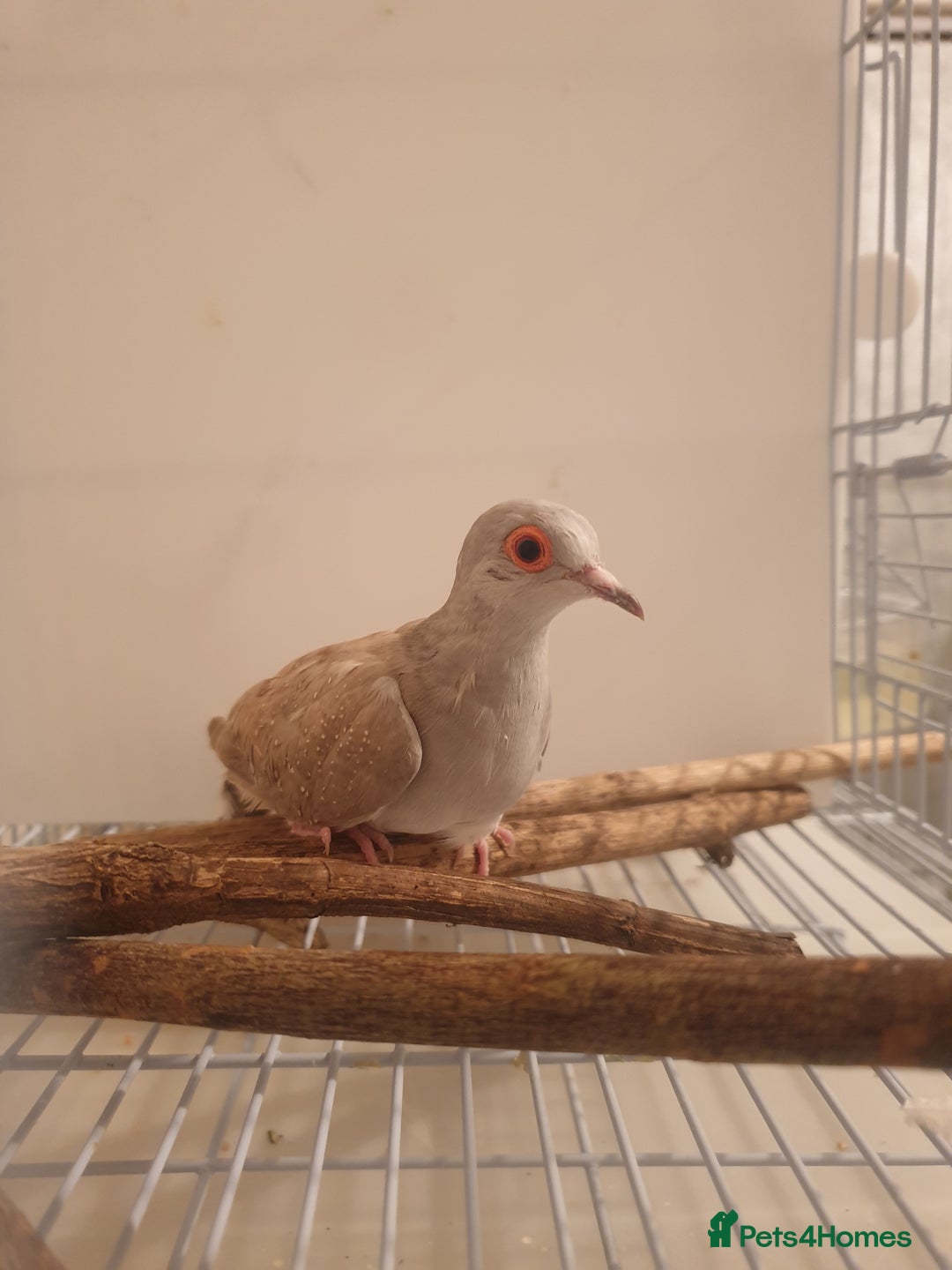 Doves birds for sale: 2 Diamond Doves for Sale - Image 3