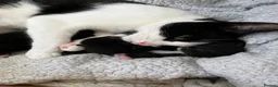 Mixed Breed cats for sale: 2 kittens for sale  in Southampton - Advert 7