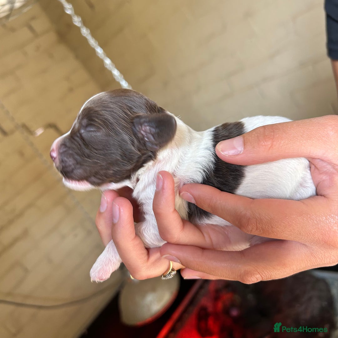 Cockapoo dogs for sale: 🌟 Stunning Cockapoo puppies 🌟  - Image 3