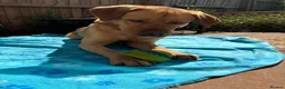 Labrador Retriever dogs for stud: AVAILABLE TO STUD GORGEOUS RED LAB  - Advert 5