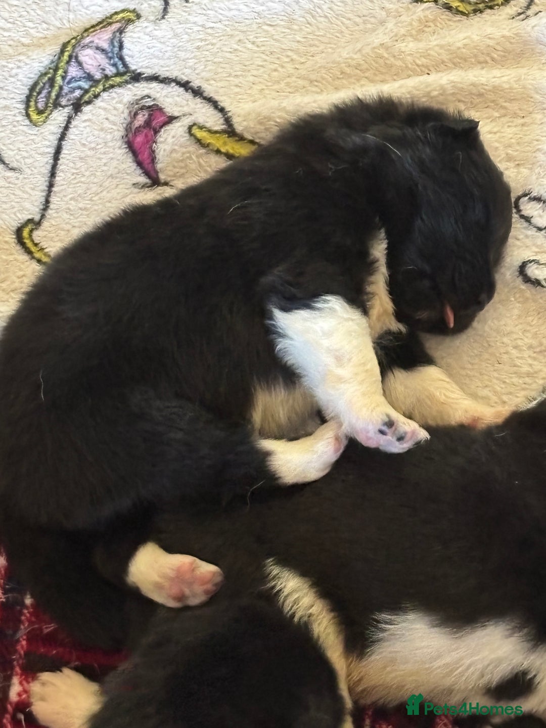 Akita dogs for sale:  ⭐ READY NOW adorable chunky A/AKITAS - Image 12
