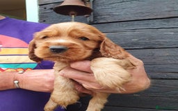 Cocker Spaniel dogs for sale: show cocker spaniel puppies ready 9th september - Image 7