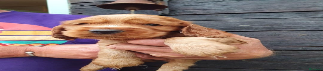 Cocker Spaniel Puppy 7