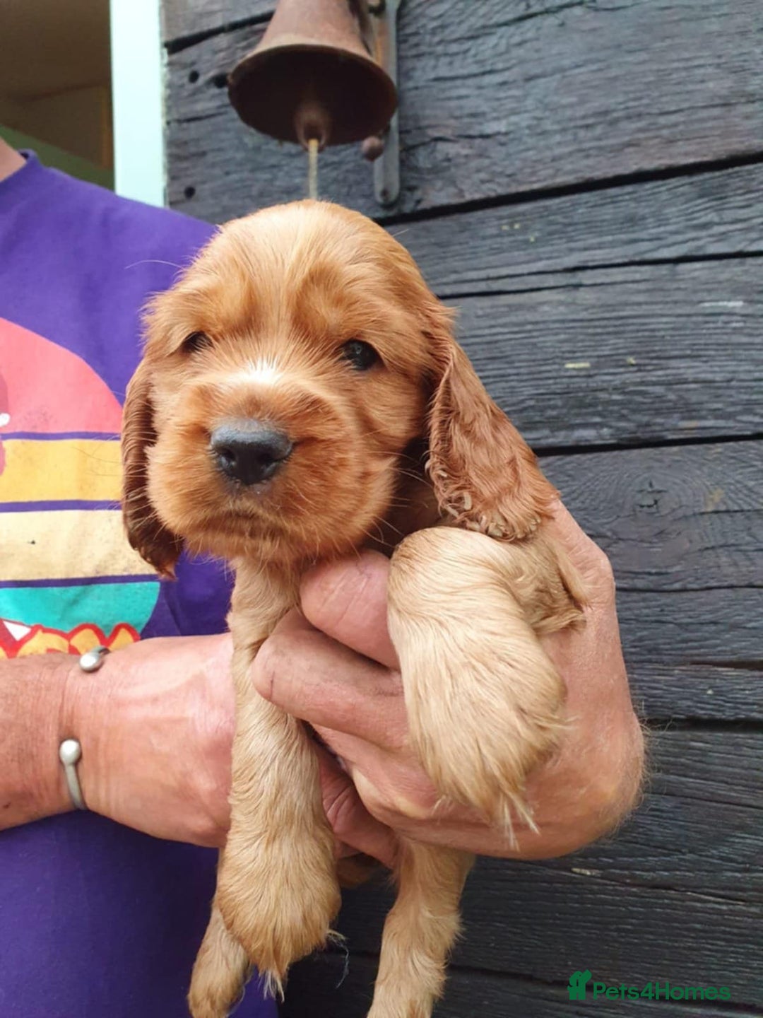 Cocker Spaniel dogs for sale: show cocker spaniel puppies ready 9th september - Image 7