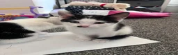 Mixed Breed cats for sale: 5 kittens for sale  in Slough - Advert 14