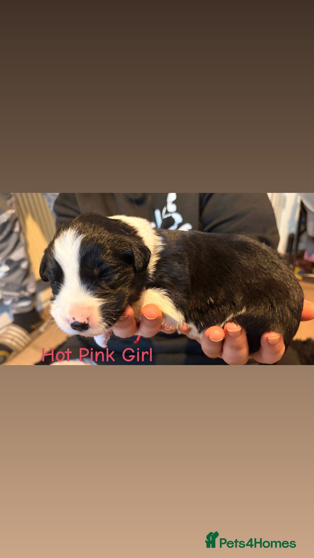 Mixed Breed dogs for sale: Border collie mix pups - Advert 12