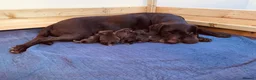 Mixed Breed dogs for sale: BEAUTIFUL LABRADOR X GWP X VIZSLA PUPPIES FOR SALE - Advert 19