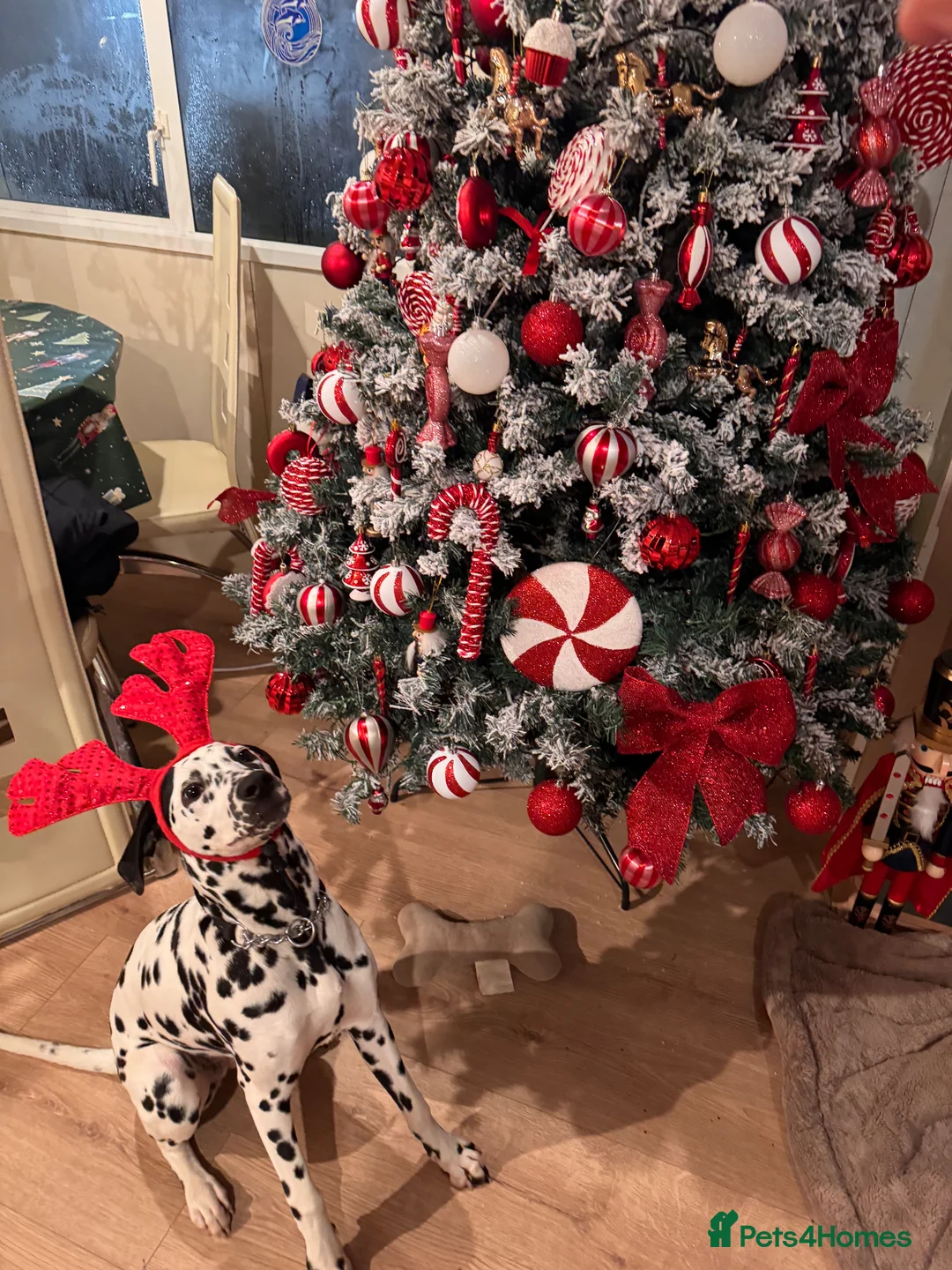 Dalmatian dogs for sale: Dalmation girl  in Banff - Advert 6