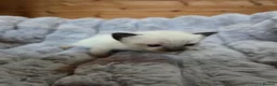 Ragdoll cats for sale: 4 Beautiful Ragdoll kittens, 2 Seal, 2 Lilac - Advert 30