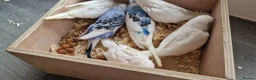 Budgerigars birds for sale: Budgie for sale - Advert 10