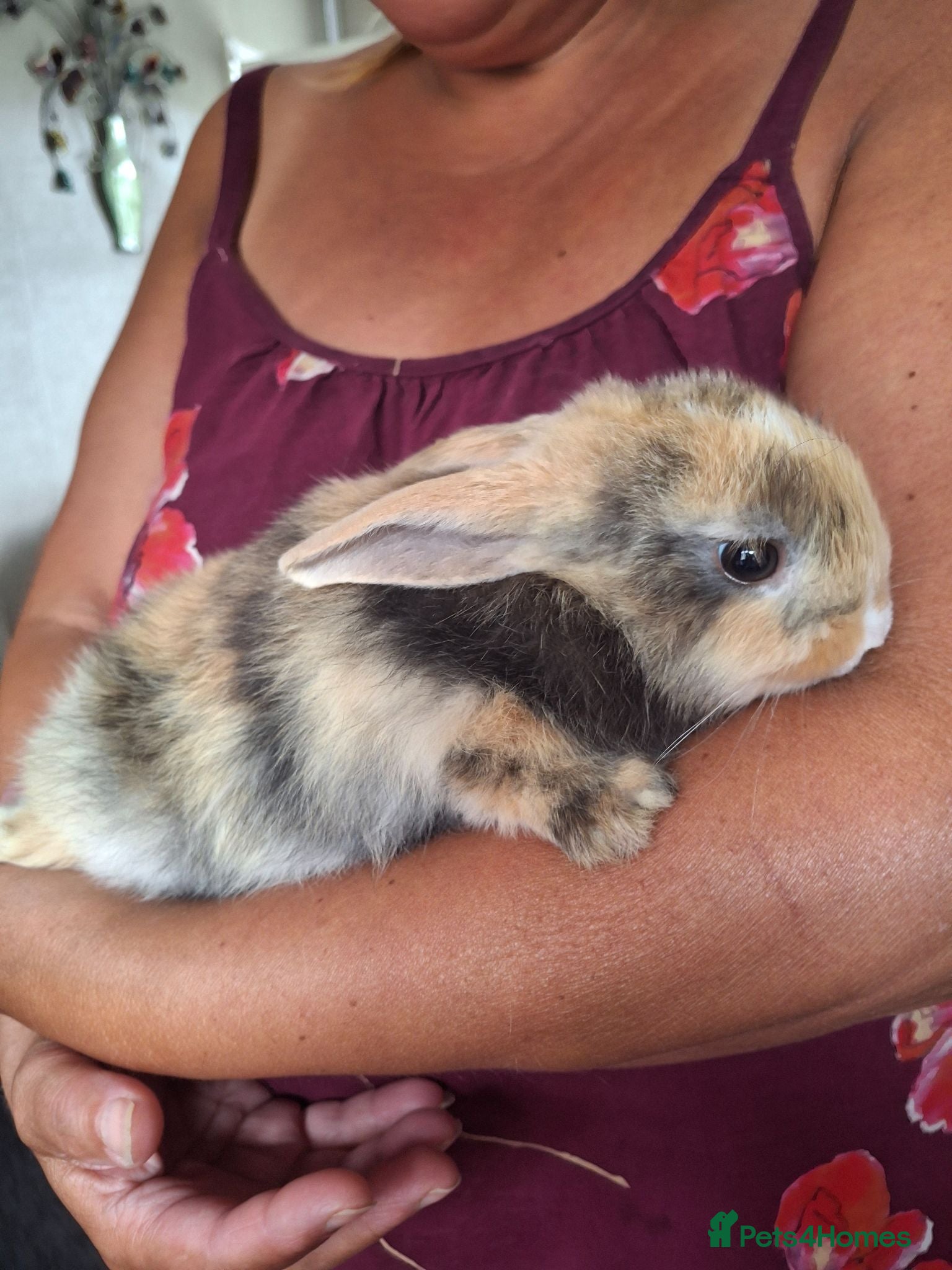 Mixed Breed rabbits Lionhead lops rabbits - Advert 14