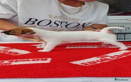 Parson Russell dogs for sale: Parson Russell Terrier Puppies for sale - Image 6