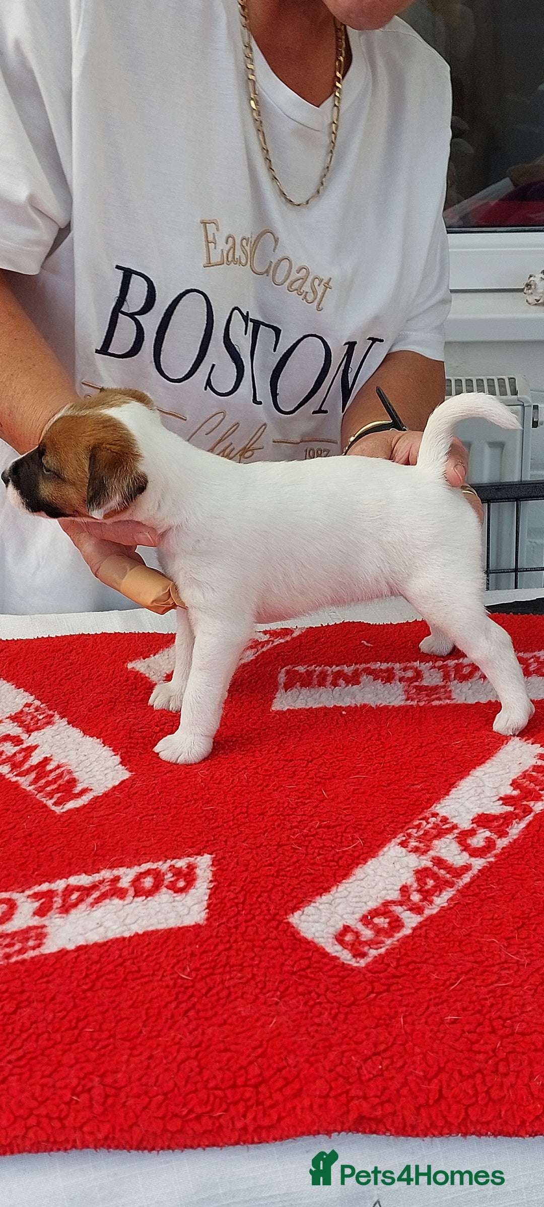 Parson Russell dogs for sale: Parson Russell Terrier Puppies for sale - Image 6
