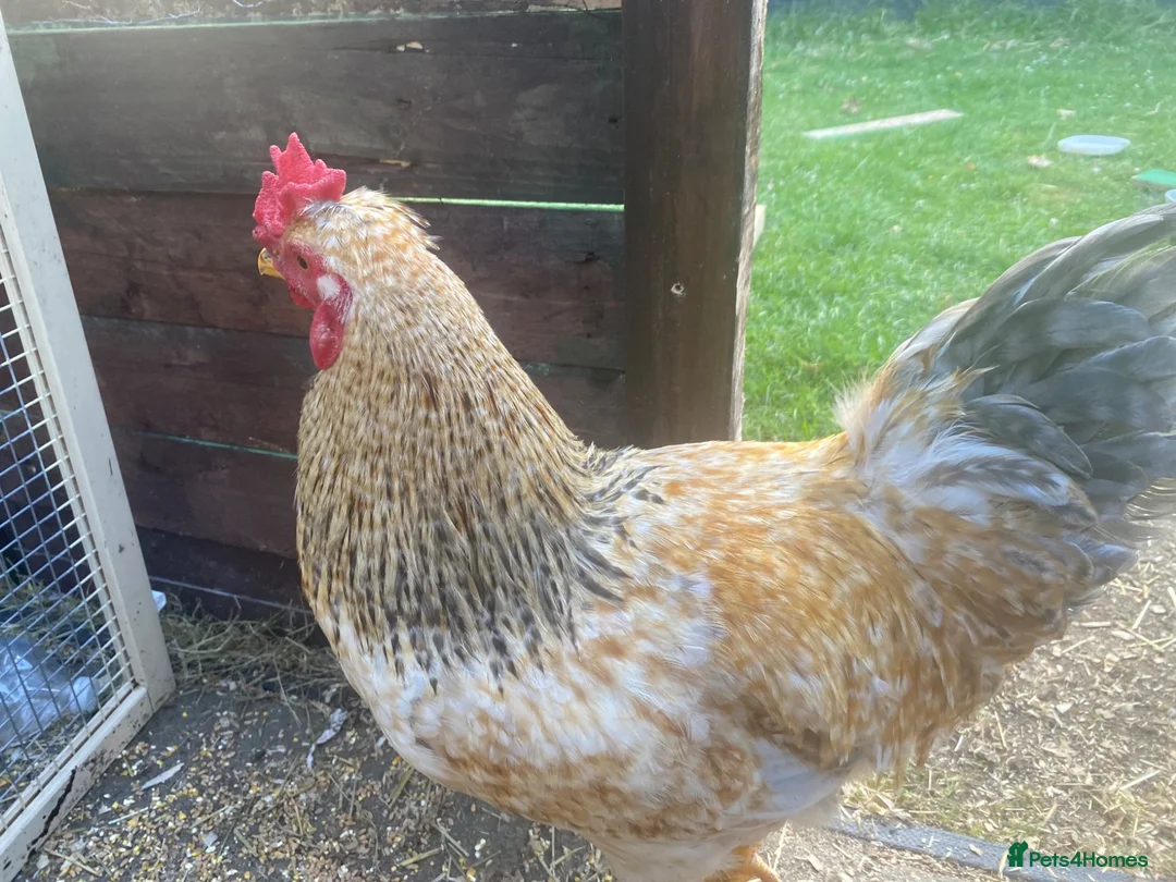 Mixed Breed livestock for sale: Half Brahma Cockeral for sale  in South Croydon - Advert 2